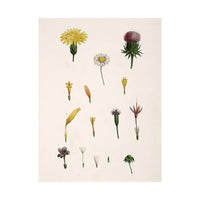 COMPOUND FLOWER illustration